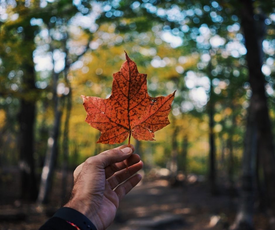 An ochre maple leaf held up in a leafy, green forest.