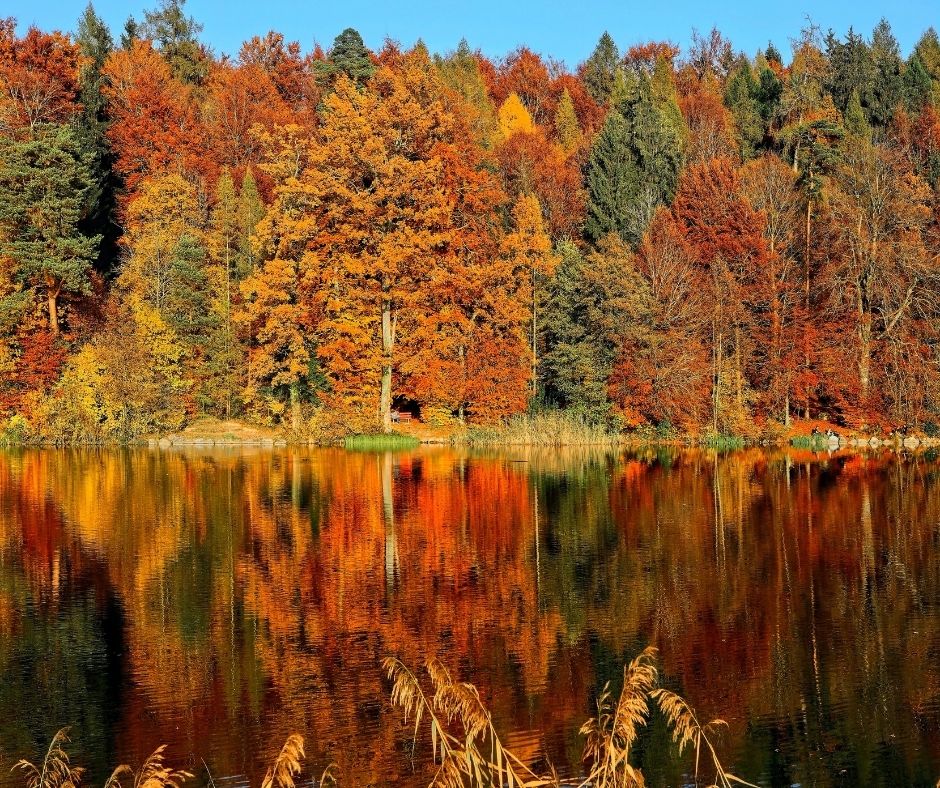 Beautiful autumnal red trees are reflected in a lake